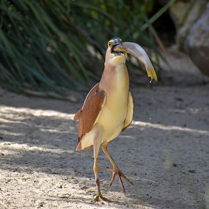 Nankeen Night-Heron - wild