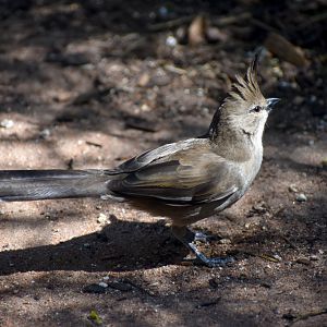 Chiming Wedgebill