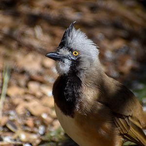 Crested Bellbird