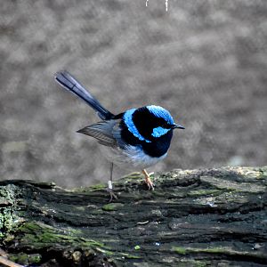 Superb Fairywren