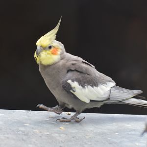Cockatiel
