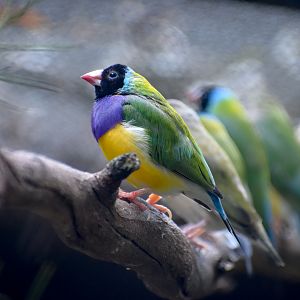 Gouldian Finches