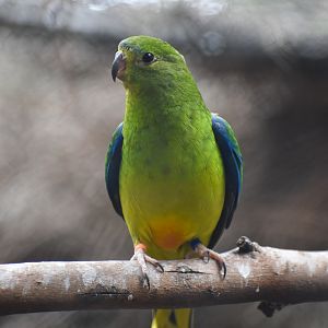 Orange-bellied Parrot