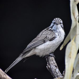Striped Honeyeater