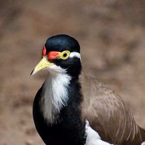 Banded Lapwing