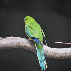 Orange-bellied Parrot