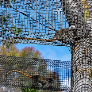 Emperor Tamarins in aerial pathways