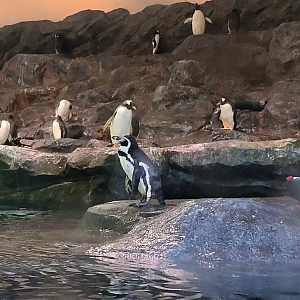Humboldt Penguin (Spheniscus humboldti)