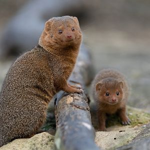 Dwarf mongoose and pup, CWP, UK