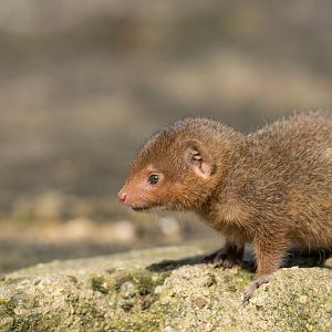 Dwarf mongoose pup, CWP, UK