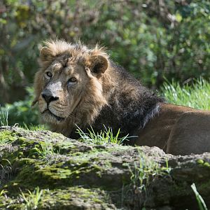 Asiatic lion, CWP, UK