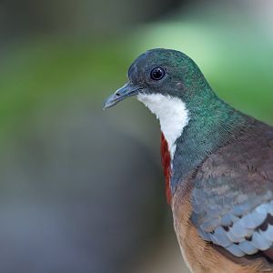 Mindano bleeding heart dove, CWP, UK