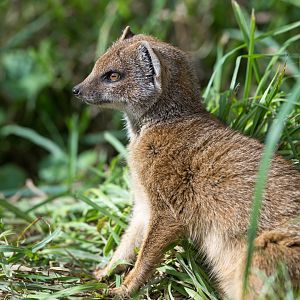Juvenile yellow mongoose, CWP, UK