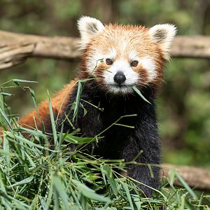 Red panda, CWP, UK