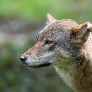 Eurasian wolf, CWP, UK