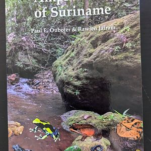 Amphibians of Suriname