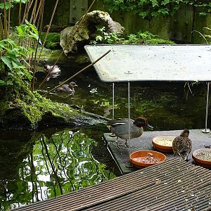 Riparian forest aviary - teals and grebes