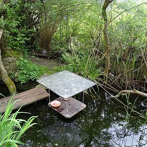 Riparian forest aviary