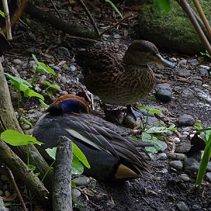 Eurasian green-winged teal) (Anas crecca crecca)