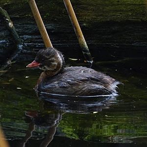 Little grebe (Tachybaptus ruficollis) chick