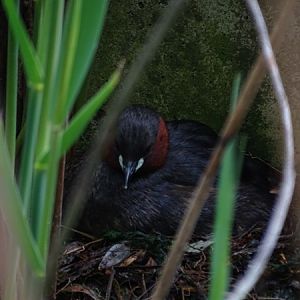 Little grebe (Tachybaptus ruficollis)