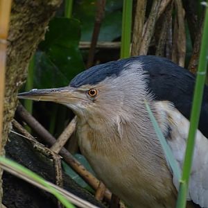 Little bittern (Ixobrychus minutus)