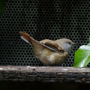 Bearded parrotbill (Panurus biarmicus) female