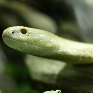 Naja kaouthia - albino