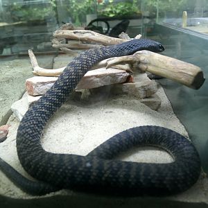 Hemachatus haemachatus