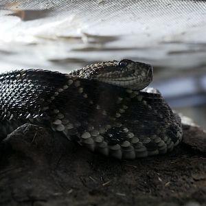 Crotalus durissus terrificus
