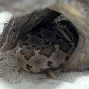 Crotalus enyo
