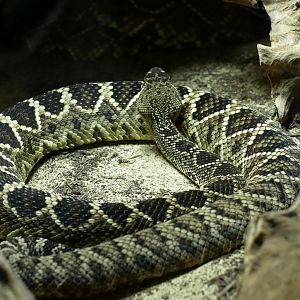 Crotalus adamanteus