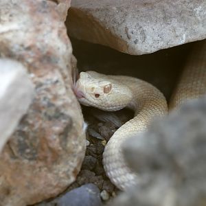 Crotalus oreganus - albino