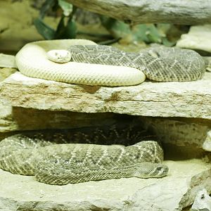 Crotalus atrox