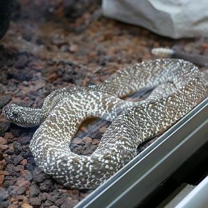 Crotalus vegrandis