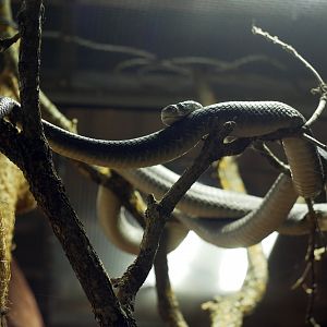 Dendroaspis polylepis