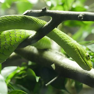 Dendroaspis angusticeps