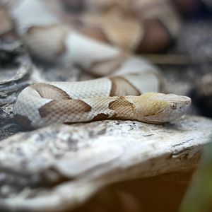 Agkistrodon contortrix
