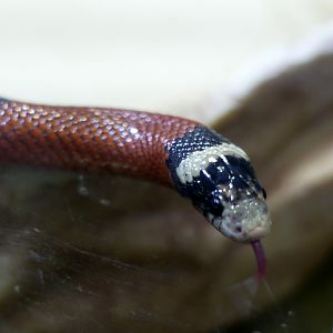 Lampropeltis sinaloae