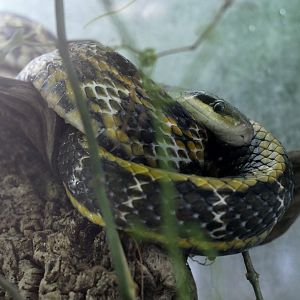 Orthriophis taeniura frisei