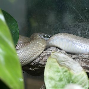 Orthriophis taeniura ridleyi