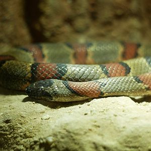 Lampropeltis alterna