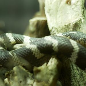 Lampropeltis californiae