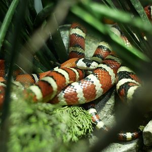 Lampropeltis pyromelana