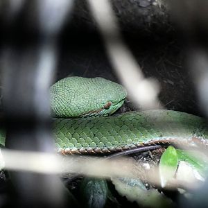 Timeresurus popeiorum