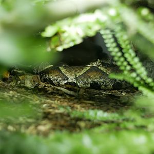 Deinagkistrodon acutus