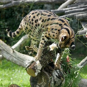 Serval enrichment
