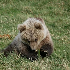 Brown bear cub with enrichment