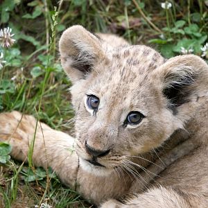 Lion cub