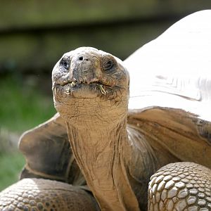 Galapagos giant tortoise